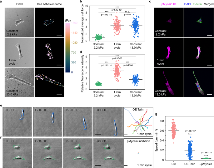 Fig. 4: Force imbalance drives the detachment adhesion and further “snap-back” process.