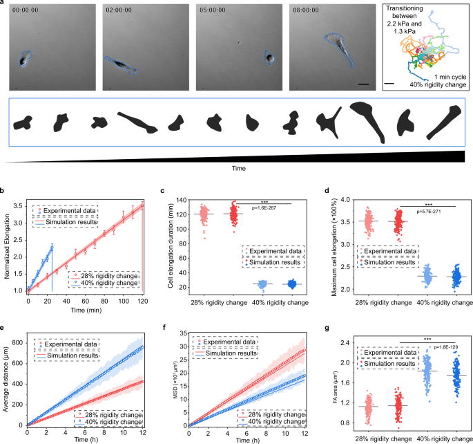 Fig. 6: Quantitative model predicts cell morphodynamics and migration speed.