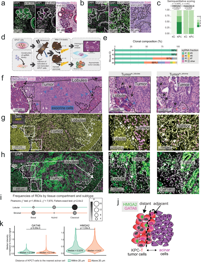 Fig. 6: Compartment-dependent phenotypic switch in murine tumors in vivo.