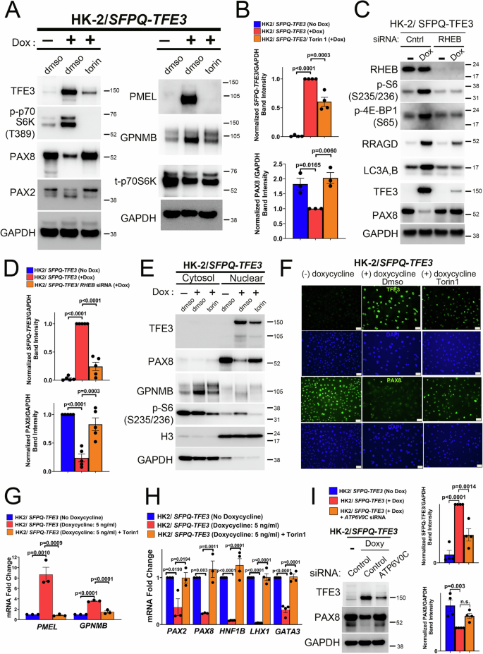Fig. 7: mTORC1 inhibition rescues PAX2 and PAX8 expression and activation in human in vitro models of SFPQ-TFE3 expression.