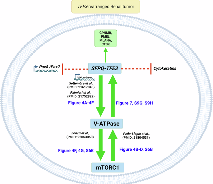Fig. 8: SFPQ-TFE3 reciprocally regulates mTORC1 via the V-ATPase complex.