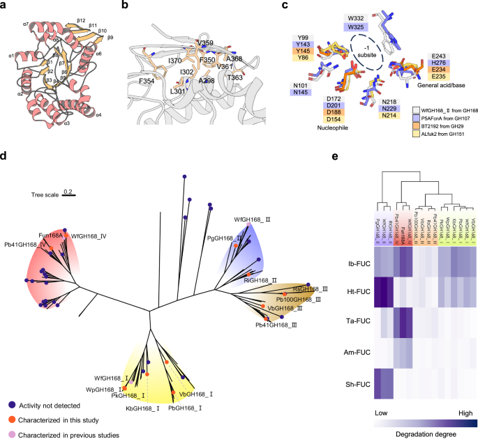 Fig. 1: Structure, phylogeny and substrate specificity of endo−1,3-fucanases from the GH168 family.