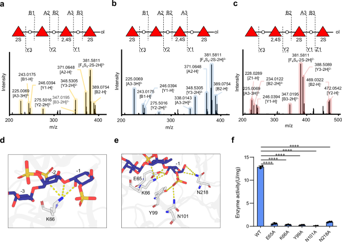 Fig. 2: The specificity of the −1 subsite of the GH168 family.