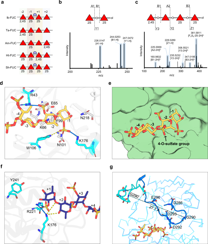 Fig. 4: Substrate recognition mechanism of subfamily Ⅱ.