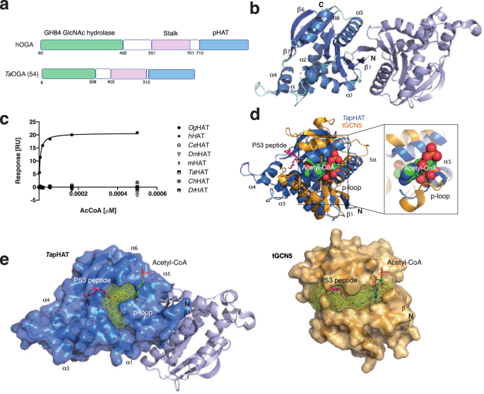 Fig. 1: Structure and conservation of the TapHAT domain dimer.