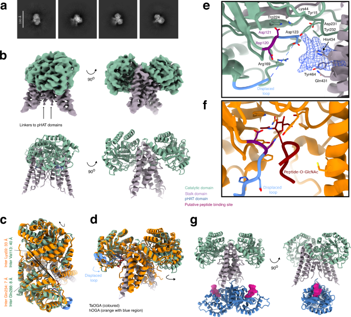 Fig. 2: Cryo-EM structural analysis of TaOGA.