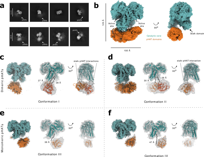Fig. 3: Conformational variability of the hOGA pHAT domains.
