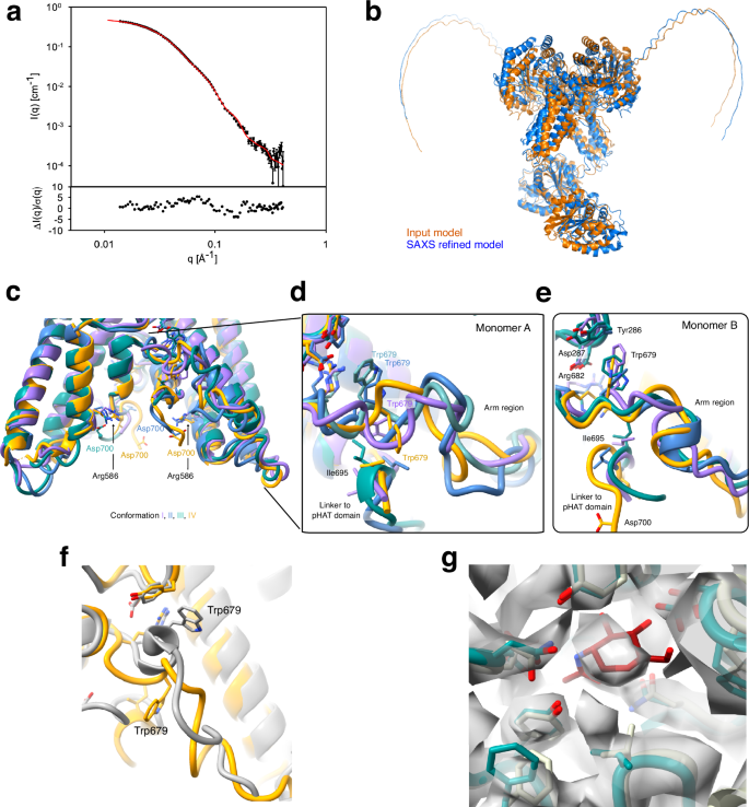 Fig. 4: SAXS solution shape of hOGA and pHAT domain-induced conformational changes.
