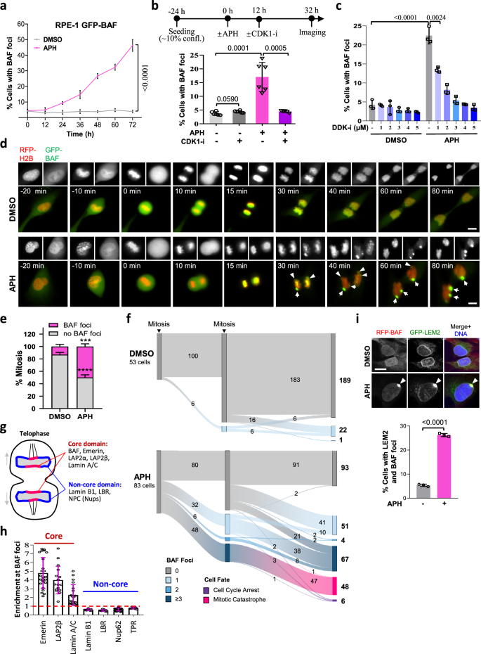 Fig. 2: NERD in mitosis causes RS-induced NE defect.