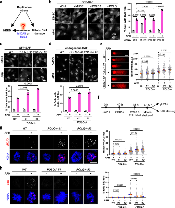 Fig. 3: Mitotic DNA repair by TMEJ suppresses NERD.