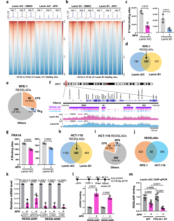 Fig. 4: RS-induced NERD disrupts interaction between NE and LADs.