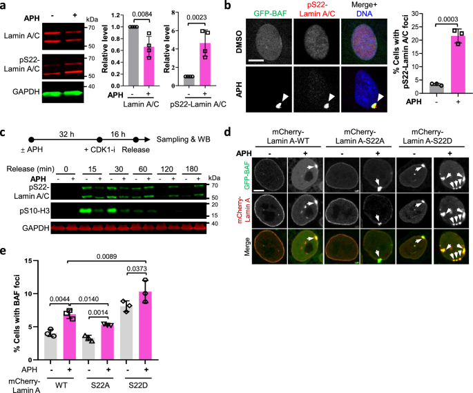 Fig. 5: Sustained Lamin A/C phosphorylation during NERD.