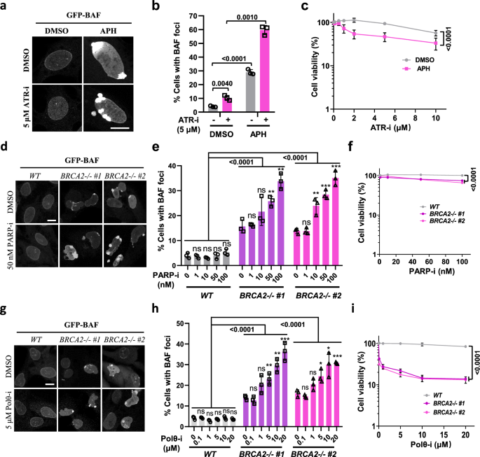 Fig. 6: Prominent NE defect occurs under conditions of synthetic lethality.