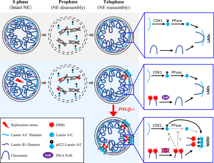 Fig. 7: Model of mitotic DNA repair by TMEJ in suppressing RS-induced NERD.