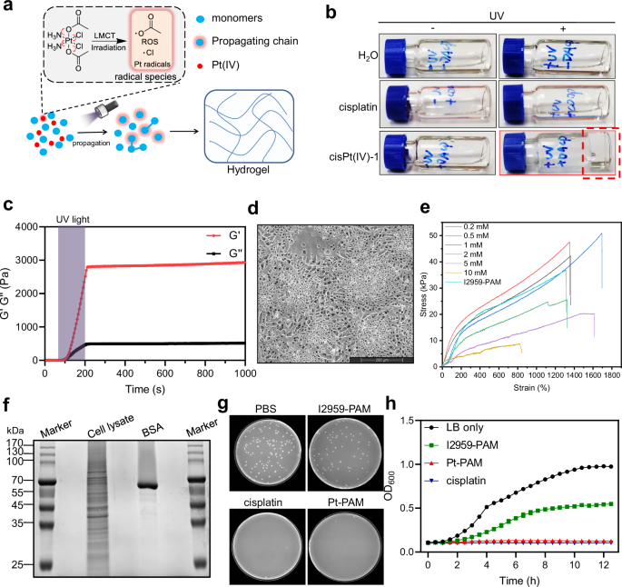 Fig. 3: Pt(IV) prodrugs as photoinitiators for hydrogelation.