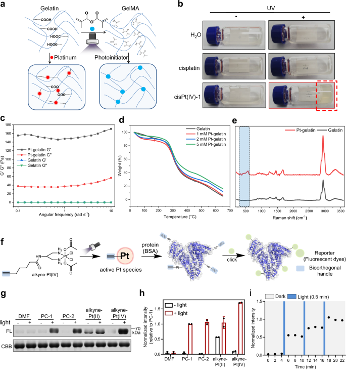 Fig. 5: Pt(IV) prodrugs as photocrosslinkers for hydrogelation and protein labeling.