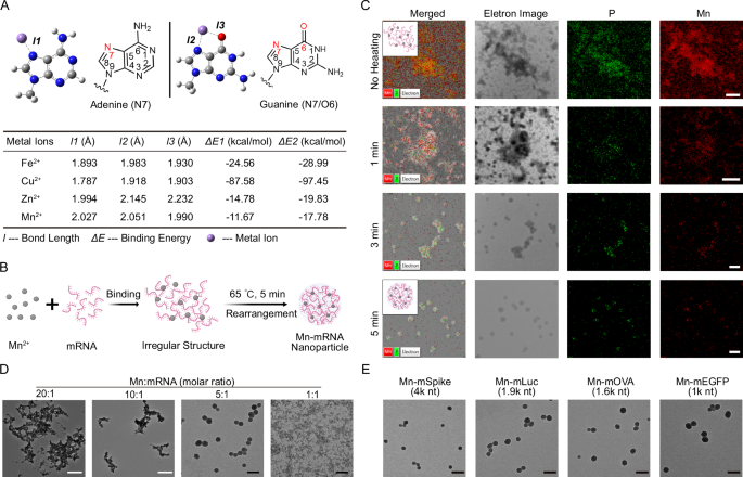 Fig. 2: The mechanism of assembly from metal ions and mRNA.