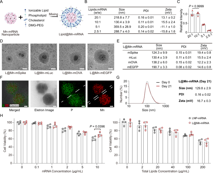 Fig. 3: Characterization of L@Mn-mRNA.