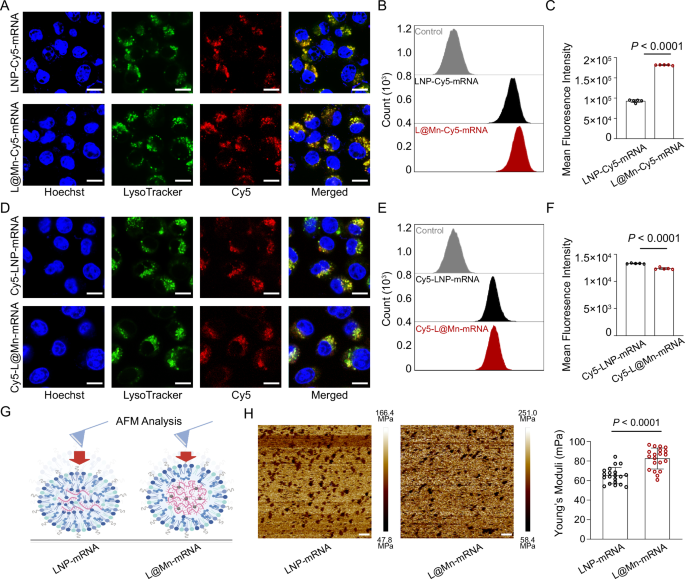 Fig. 4: Cellular uptake of L@Mn-mRNA.