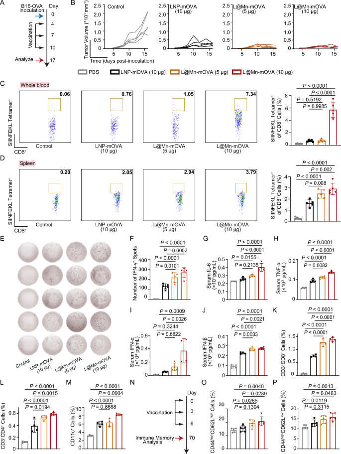 Fig. 6: Enhanced anti-tumor efficacy from L@Mn-mRNA vaccine.