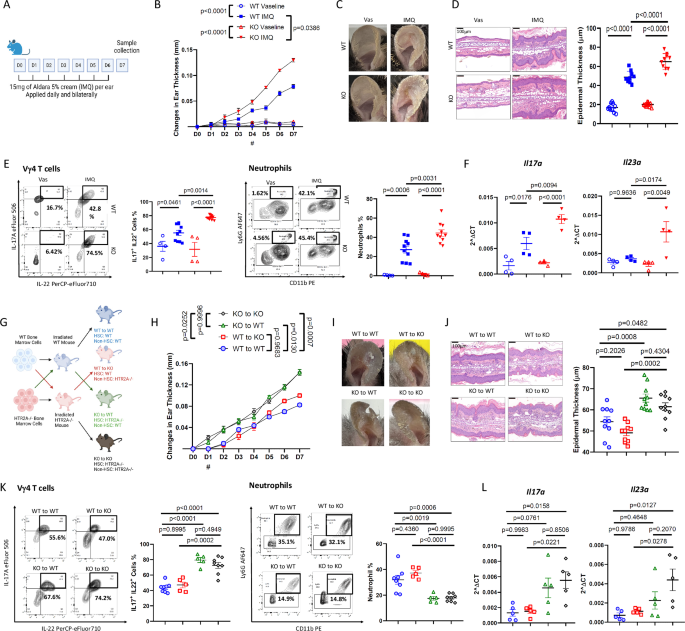 Fig. 2: HTR2A deficiency in mice and hematopoietic stem cells exacerbates psoriasiform inflammation.