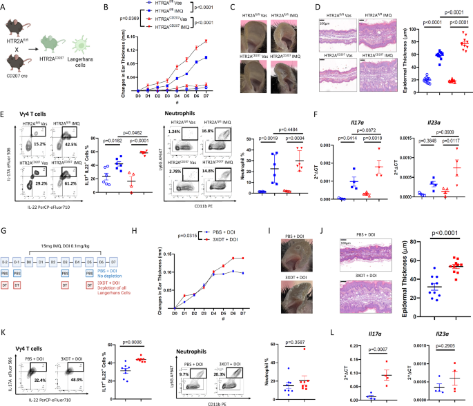 Fig. 3: HTR2A deficiency in Langerhans cells recapitulates exacerbated inflammation observed in HTR2A-deficient mice.