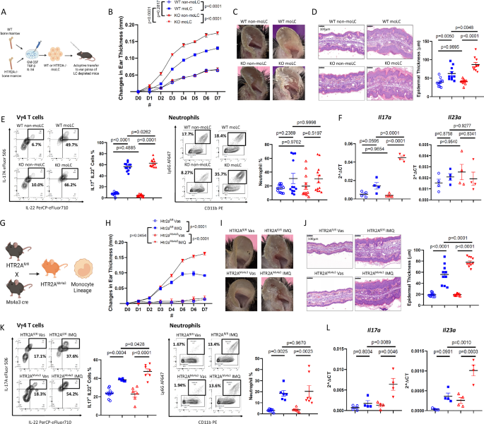 Fig. 4: HTR2A deficiency in Langerhans cells of monocyte lineage results in exacerbated inflammation.