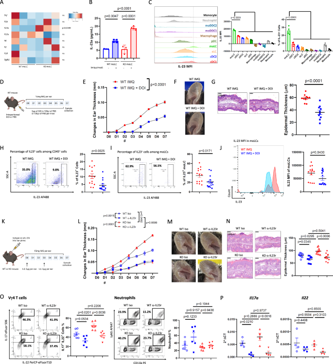 Fig. 5: IL-23 plays a critical role in exacerbating psoriasiform inflammation by HTR2A deficient monocyte-derived Langerhans cells.