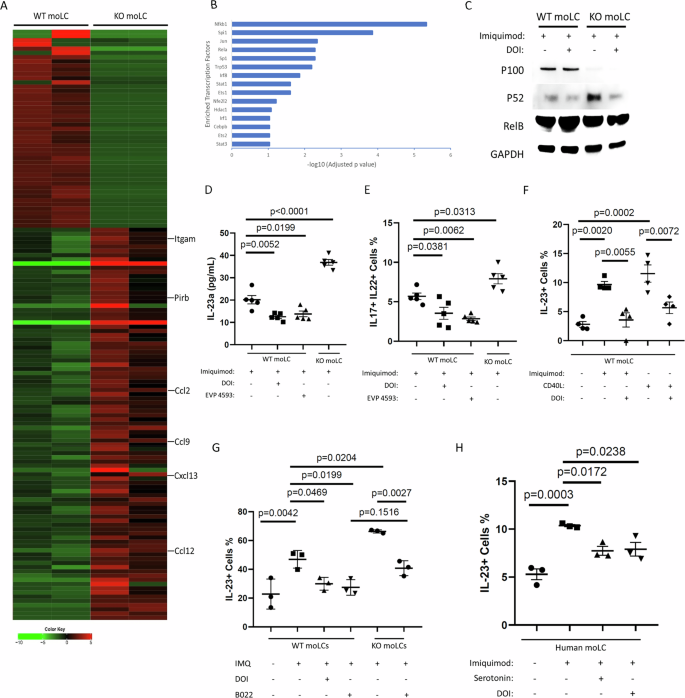Fig. 6: HTR2A suppresses IL-23 secretion by inhibiting activation of the non-canonical NFκB pathway in monocyte-derived Langerhans cells.