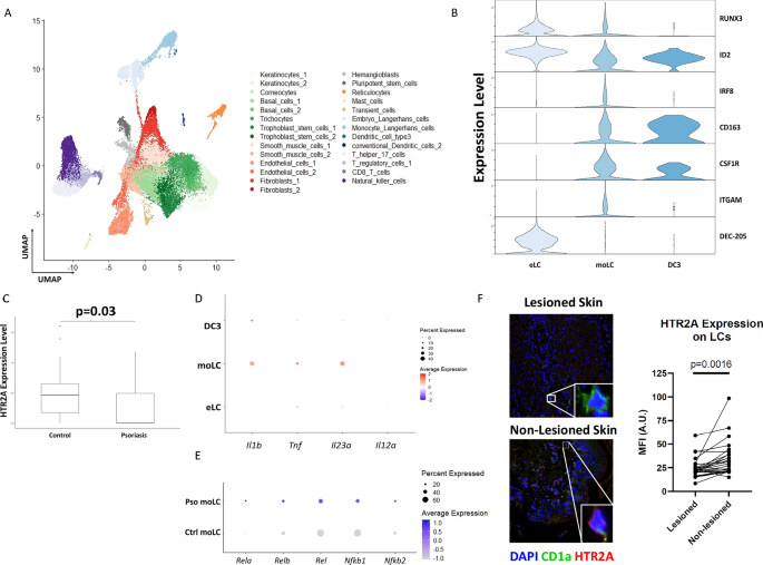 Fig. 8: Monocyte-derived Langerhans cells of human psoriatic skin show higher IL23A and lower HTR2A expression.
