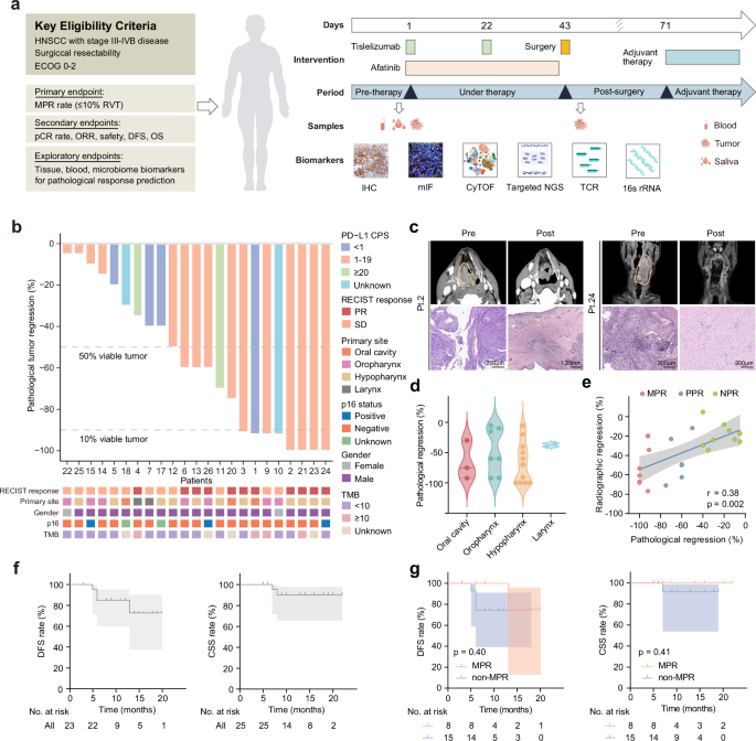 Fig. 1: Study design and treatment efficacy.