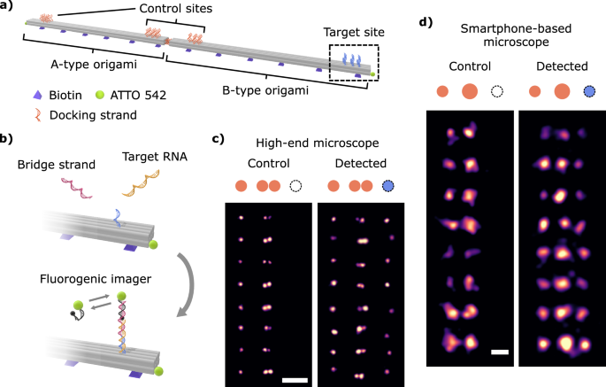 Fig. 5: Bioassay for RNA detection using DNA-PAINT imaging.