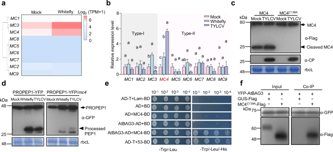 Fig. 1: MC4 is activated by herbivory and interacts with AtBAG3.