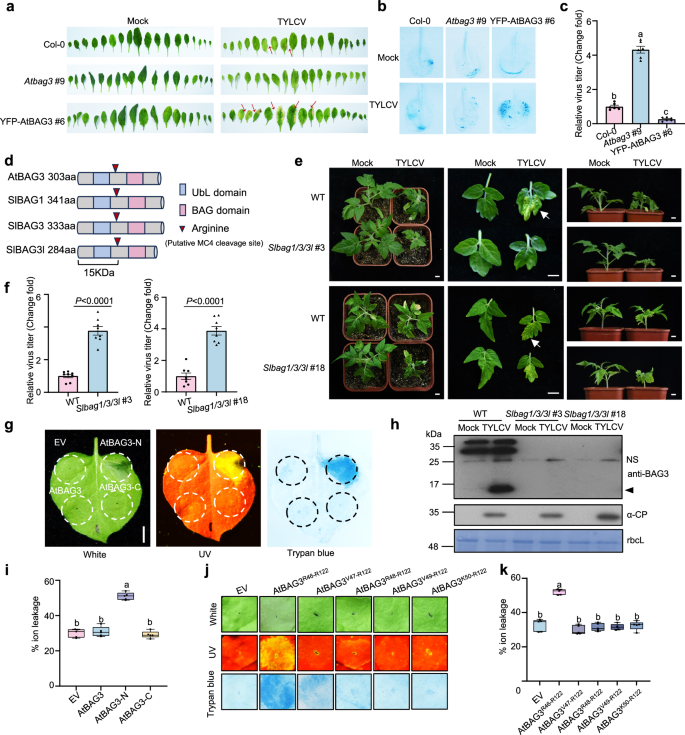 Fig. 2: BAG3 modulates plant antiviral immunity through N-terminal domain-mediated cell death.
