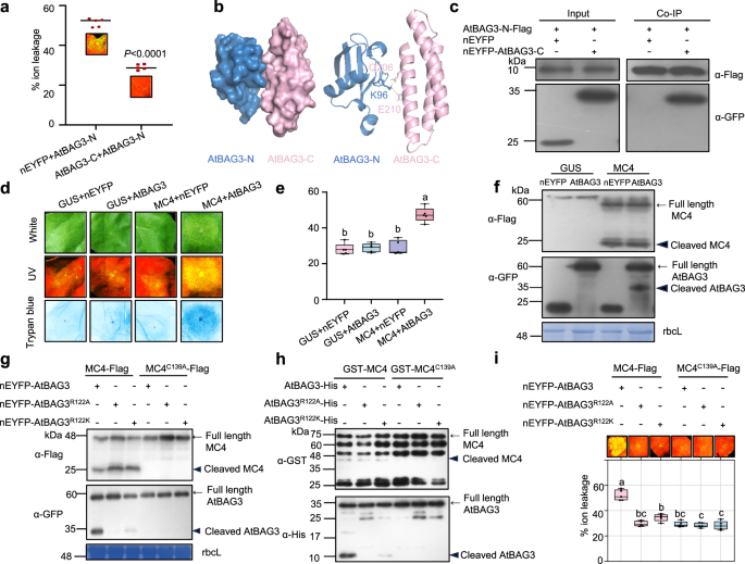 Fig. 3: MC4 cleaves AtBAG3 at R122.