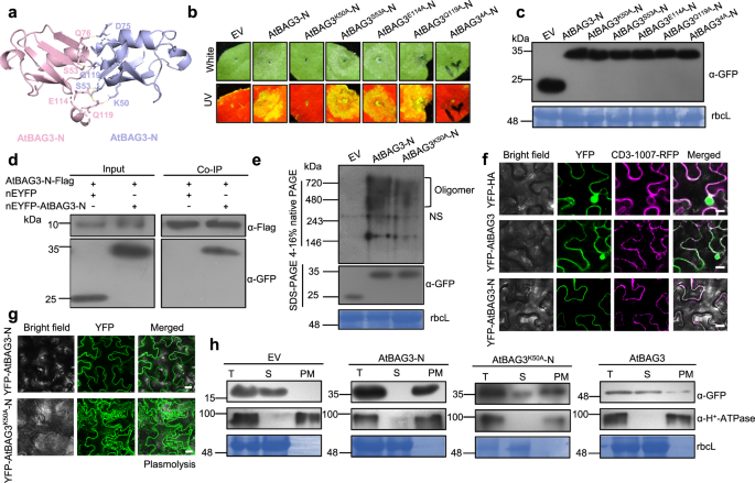 Fig. 4: Oligomerization and PM localization are essential for BAG3-N-induced cell death.