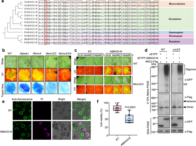 Fig. 5: BAG3-N induces conserved cell death across angiosperms.