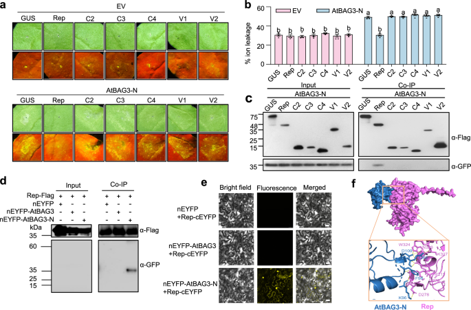 Fig. 6: Viral Rep protein suppresses BAG3-N-induced cell death.