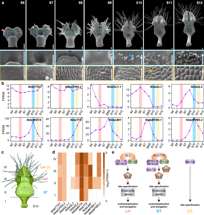 Fig. 2: Development processes of conical cells, short trichomes, and long hairs as well as expression profiles of key candidate genes in Nigella damascena petals.