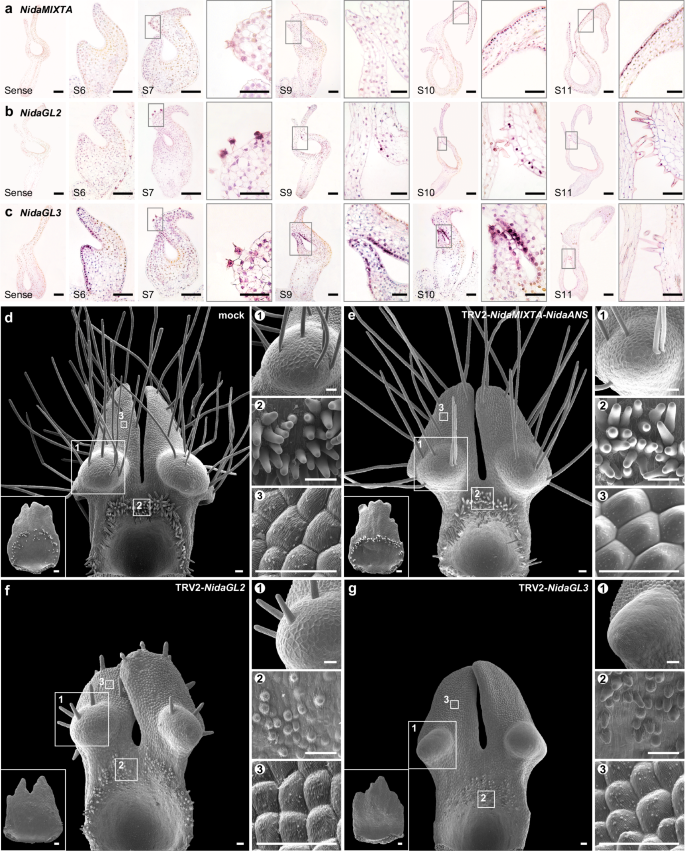 Fig. 3: Expression patterns and functions of NidaMIXTA, NidaGL2, and NidaGL3.