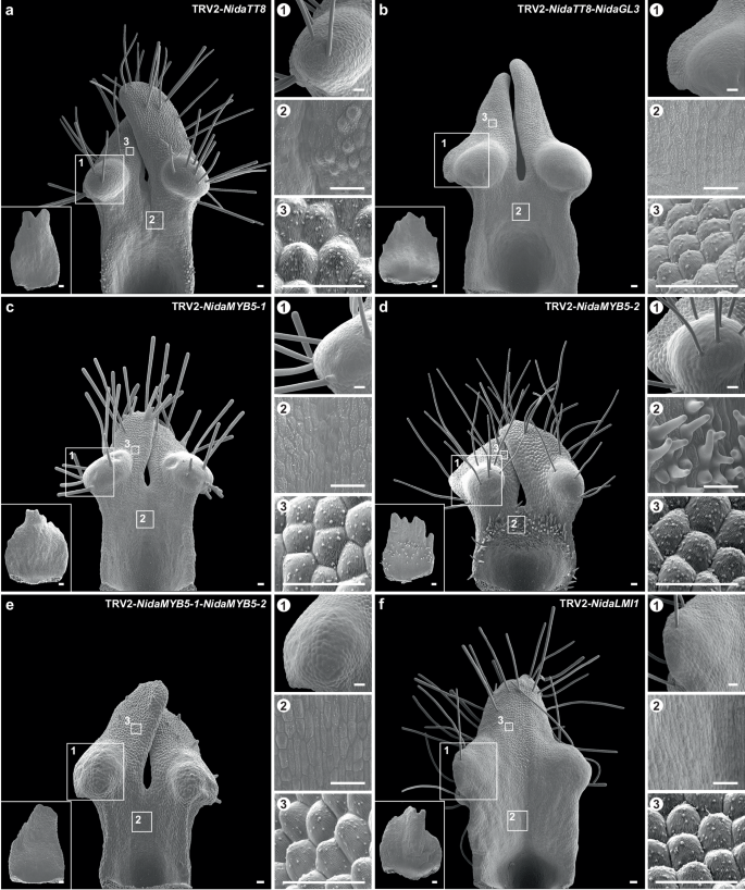 Fig. 4: Functions of NidaTT8, NidaMYB5-1, NidaMYB5-2, and NidaLMI1.