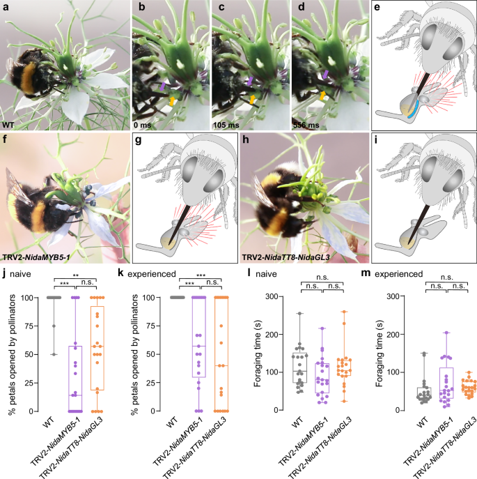 Fig. 5: Ecological functions of short trichomes and long hairs in Nigella damascena.