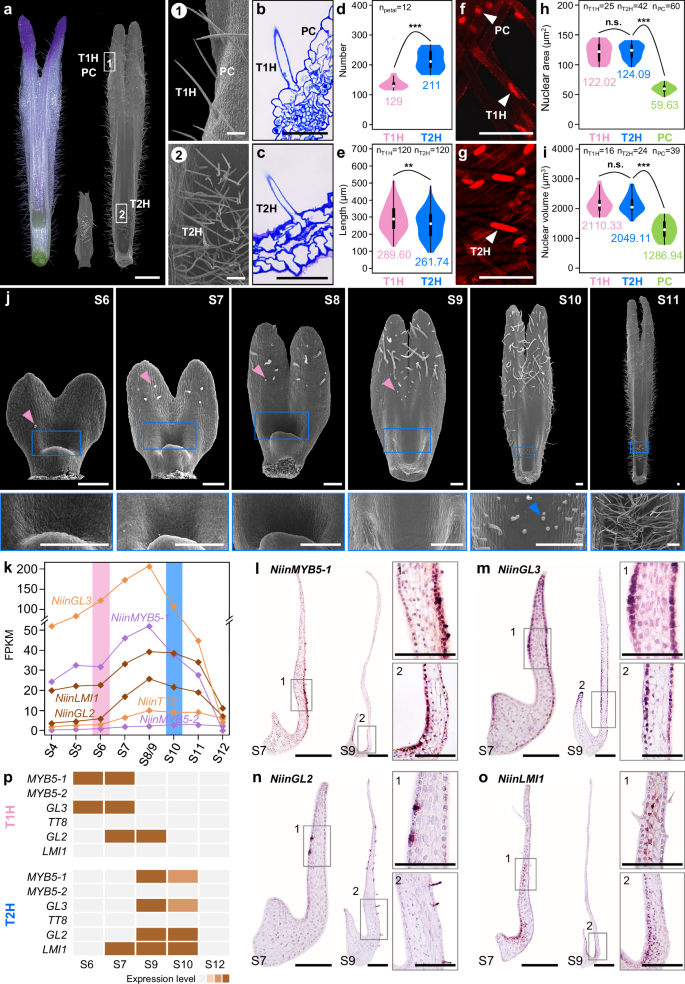 Fig. 6: Cellular features and developmental processes of hairs and expression patterns of key candidate genes in Nigella integrifolia petals.
