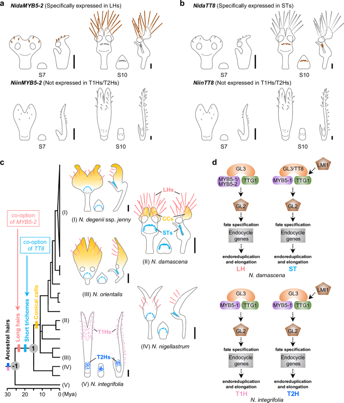 Fig. 7: Possible evolutionary scenarios for the evolution of short trichomes and long hairs on Nigella petals.