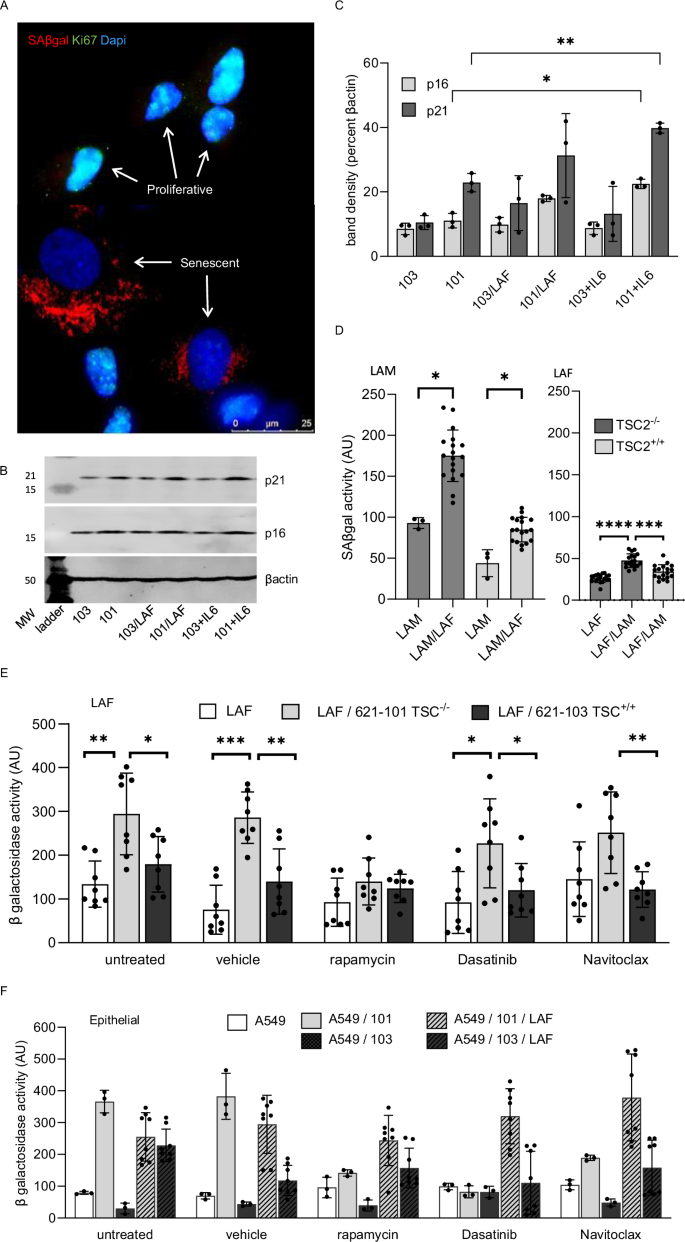 Fig. 6: Cell-cell interactions induce senescence dependent on mTOR dysregulation.