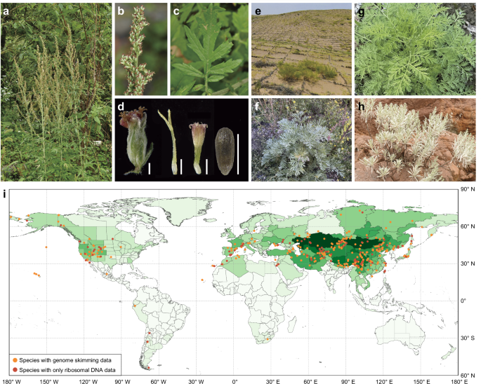 Fig. 1: Morphology, distribution and sampling of Artemisia.