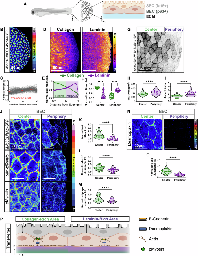 Fig. 1: Region-Specific Junctional and Cytoskeletal Organization of BECs in the Fin Fold.