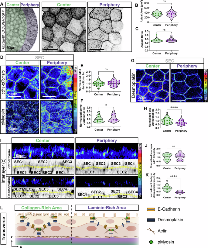 Fig. 2: Differential Cytoskeletal and Junctional Organization in SECs Across Central and Peripheral ECM Zones.