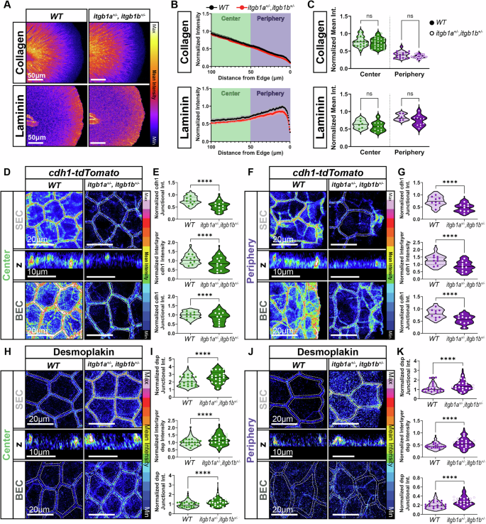 Fig. 3: BEC-ECM Adhesions Regulate the Balance Between Desmosome and Cadherin Junctions Across Layers.