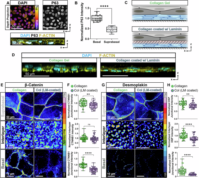 Fig. 4: Human epidermal keratinocytes on different ECMs differentially regulate the expression of adherens junctions and desmosomes across layers in vitro.